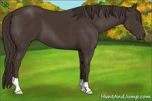 Horse Color:Liver Chestnut 
