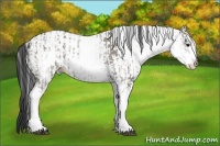 Horse Color:White Spotted Grullo Rabicano and White Spotted Grullo Rabicano