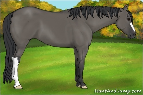 Horse Color:Grullo 