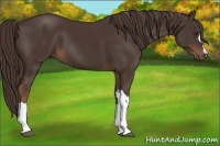 Horse Color:Liver Chestnut 