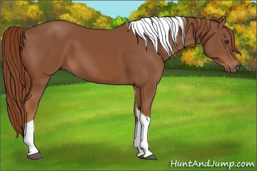 Horse Color:Chestnut Tobiano
