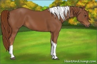 Horse Color:Chestnut Tobiano