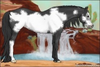 Horse Color:Smoky Black Frame 