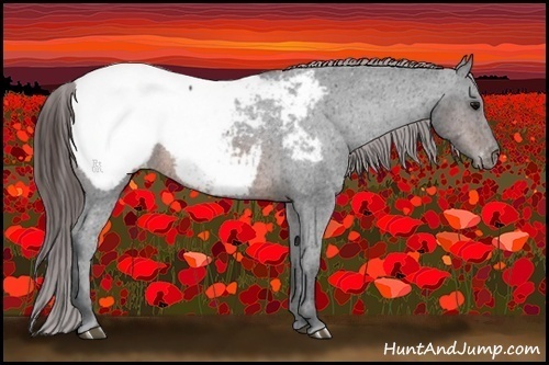 Horse Color:Brown Appaloosa 