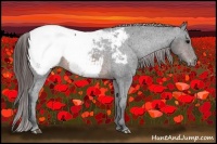 Horse Color:Brown Appaloosa 