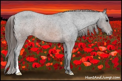 Horse Color:Brown Appaloosa 