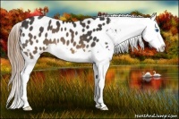 Horse Color:Buckskin Splash Appaloosa