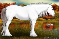 Horse Color:Bay Splash Appaloosa