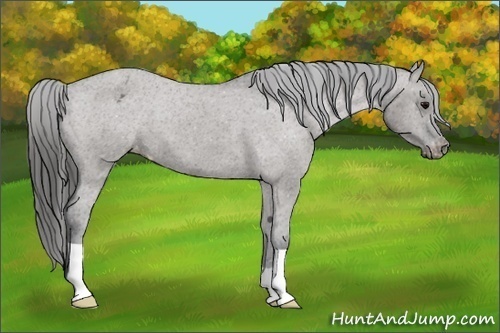 Horse Color:Grullo Varnish 