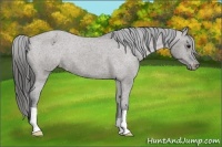 Horse Color:Grullo Appaloosa 