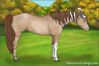 Horse Color:Bay Pearl  and Bay Pearl 