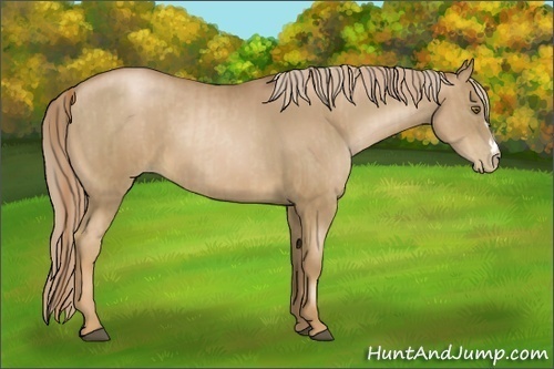 Horse Color:Liver Chestnut Pearl  and Liver Chestnut Pearl 