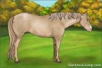 Horse Color:Liver Chestnut Pearl  and Liver Chestnut Pearl 
