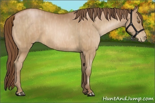 Horse Color:Bay Pearl Brindle