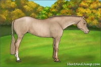 Horse Color:Liver Chestnut Pearl  and Liver Chestnut Pearl 