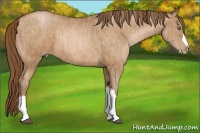 Horse Color:Bay Pearl  Brindle