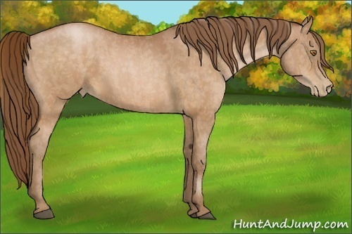 Horse Color:Bay Pearl  Brindle