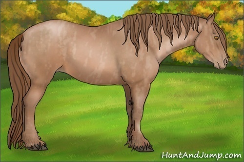 Horse Color:Bay Pearl  Brindle