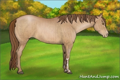 Horse Color:Bay Pearl  and Bay Pearl 