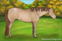 Horse Color:Bay Pearl  and Bay Pearl 