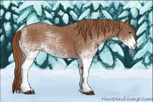 Horse Color:White Spotted Chestnut