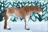 Horse Color:White Spotted Chestnut 