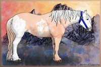 Horse Color:Chestnut Appaloosa 