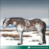 Horse Color:White Spotted Bay Ice Sabino 