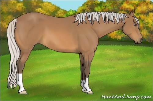Horse Color:Silver Buckskin 