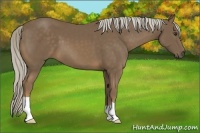 Horse Color:Chocolate Palomino 