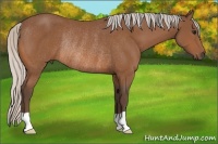 Horse Color:Silver Bay Rabicano