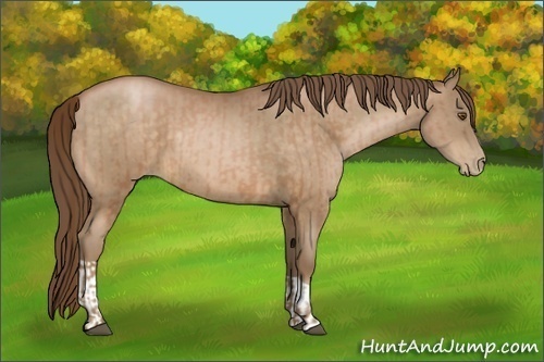 Horse Color:Bay Pearl  and Bay Pearl 