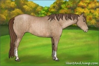 Horse Color:Bay Pearl  and Bay Pearl 