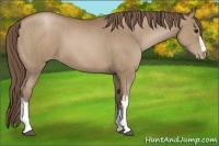 Horse Color:Black Pearl  and Black Pearl 