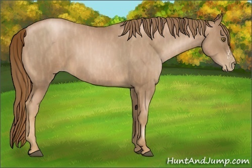 Horse Color:Liver Red Roan Pearl  Brindle