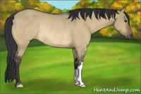 Horse Color:Buckskin Dun Rabicano