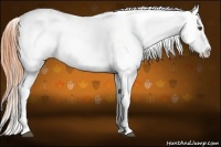 Horse Color:White Spotted Buckskin Dun Appaloosa Rabicano 
