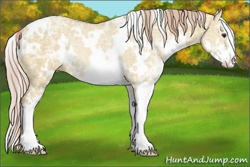 Horse Color:White Spotted Palomino Ice Dun Sabino Rabicano