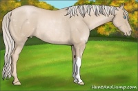 Horse Color:Palomino Pearl Rabicano