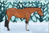 Horse Color:Bay 