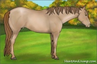 Horse Color:Liver Chestnut Pearl  and Liver Chestnut Pearl 
