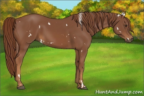 Horse Color:White Spotted Chestnut 