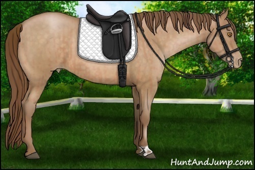 Horse Color:Bay Pearl  and Bay Pearl 