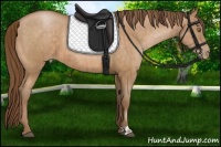 Horse Color:Bay Pearl  and Bay Pearl 