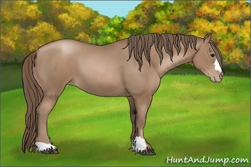Horse Color:Black Pearl  and Black Pearl 