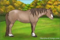 Horse Color:Black Pearl  and Black Pearl 