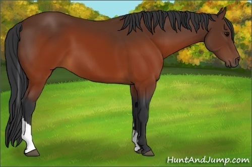 Horse Color:Brown Tobiano