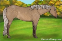 Horse Color:Silver Bay Dun 