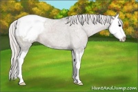 Horse Color:Silver Black Splash Appaloosa