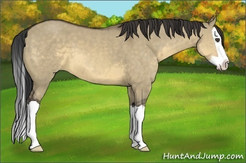 Horse Color:Buckskin Dun Splash 